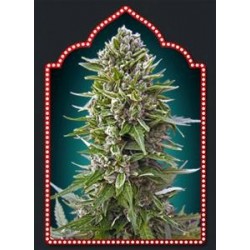 AUTOFLORACION COLLECTION #2 * 00SEEDS 6 SEMI FEM