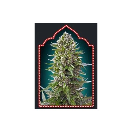 AUTOFLORACION COLLECTION #2 * 00SEEDS 6 SEMI FEM