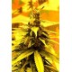 SOUTHERN LIGHTS#7 * DELTA-9 LABS 5 SEMI FEM
