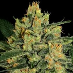 DURGA MATA II CBD * PARADISE SEEDS 3 SEMI FEM