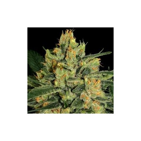 DURGA MATA II CBD * PARADISE SEEDS 3 SEMI FEM