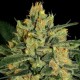 DURGA MATA II CBD * PARADISE SEEDS 5 SEMI FEM