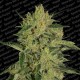 NEBULA II CBD * PARADISE SEEDS FEMINIZED 3 SEMI 