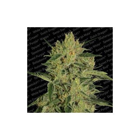 NEBULA II CBD * PARADISE SEEDS FEMINIZED 3 SEMI 