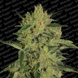 NEBULA II CBD * PARADISE SEEDS FEMINIZED 5 SEMI 