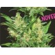 AUTO CHINGON * BIOHAZARD SEEDS 1 SEME FEM 