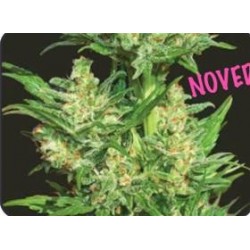 AUTO CHINGON * BIOHAZARD SEEDS 1 SEME FEM 