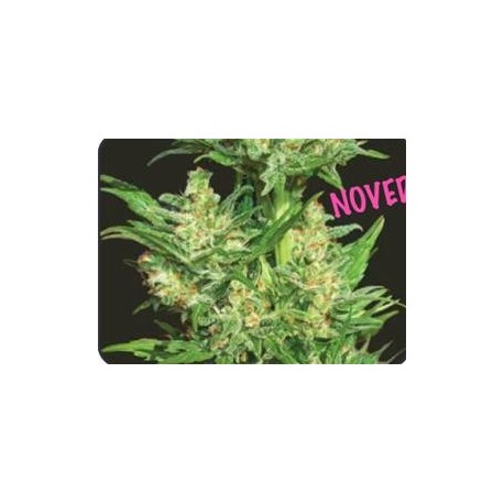 AUTO CHINGON * BIOHAZARD SEEDS 3 SEMI FEM 