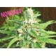 AUTO KRATOS * BIOHAZARD SEEDS 1 SEME FEM 