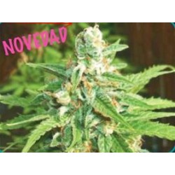 AUTO KRATOS * BIOHAZARD SEEDS 1 SEME FEM 