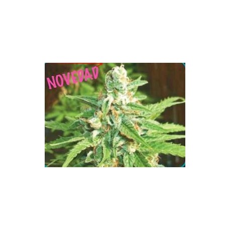 AUTO KRATOS * BIOHAZARD SEEDS 1 SEME FEM 