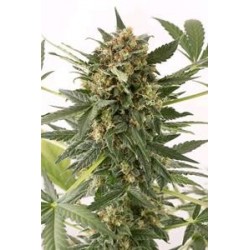 KUSH-N- CHEESE AUTOFLOWERING * DINAFEM SEEDS 3 SEMI FEM