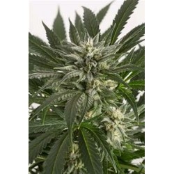 BLUE CRITICAL AUTO * DINAFEM SEEDS 3 SEMI FEM