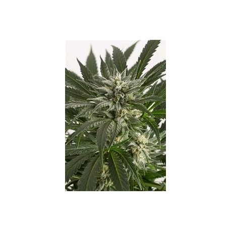 BLUE CRITICAL AUTO * DINAFEM SEEDS 3 SEMI FEM