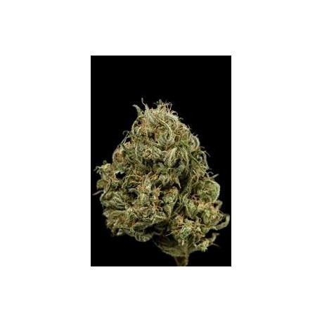 CHEESE XXL AUTOFLOWERING * DINAFEM SEEDS 3 SEMI FEM