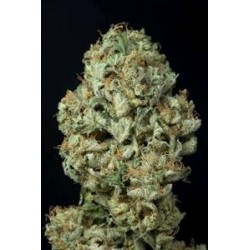 DINAMEX AUTOFLOWERING * DINAFEM SEEDS 3 SEMI FEM