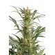 AMNESIA XXL AUTOFLOWERING * DINAFEM SEEDS 1 SEME FEM