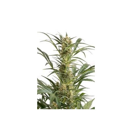 AMNESIA XXL AUTOFLOWERING * DINAFEM SEEDS 10 SEMI FEM