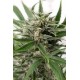 BLUE AMNESIA XXL AUTOFLOWERING * DINAFEM SEEDS 5 SEMI FEM