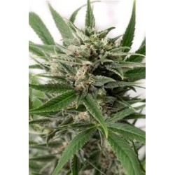 BLUE AMNESIA XXL AUTOFLOWERING * DINAFEM SEEDS 5 SEMI FEM