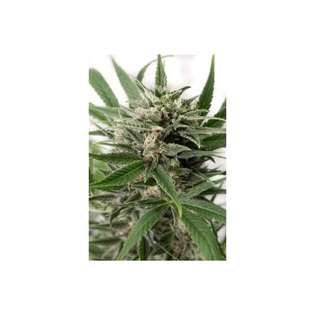 BLUE AMNESIA XXL AUTOFLOWERING * DINAFEM SEEDS 5 SEMI FEM