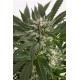 BLUE CRITICAL AUTO * DINAFEM SEEDS 1 SEME FEM