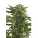 BUBBA KUSH AUTOFLOWERING * DINAFEM SEEDS 1 SEME FEM