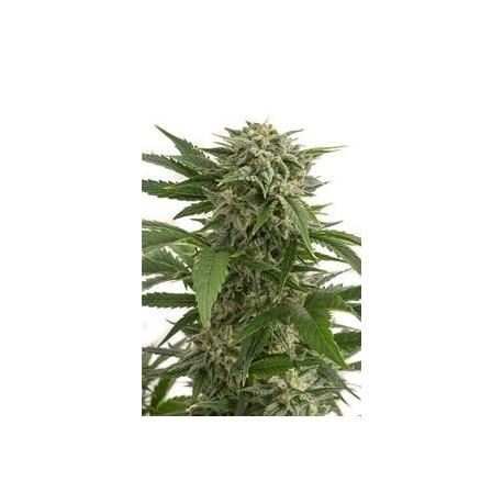 BUBBA KUSH AUTOFLOWERING * DINAFEM SEEDS 1 SEME FEM