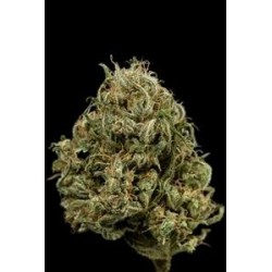 CHEESE XXL AUTOFLOWERING * DINAFEM SEEDS 1 SEME FEM