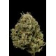 CHEESE XXL AUTOFLOWERING * DINAFEM SEEDS 10 SEMI FEM