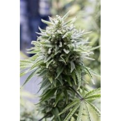 OG KUSH AUTOFLOWERING * DINAFEM SEEDS 5 SEMI FEM