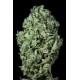 SOUR DIESEL AUTOFLOWERING * DINAFEM SEEDS 3 SEMI FEM