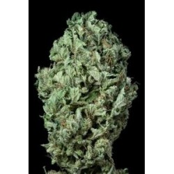 SOUR DIESEL AUTOFLOWERING * DINAFEM SEEDS 3 SEMI FEM