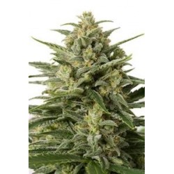 WHITE WIDOW XXL AUTOFLOWERING * DINAFEM SEEDS 5 SEMI FEM 