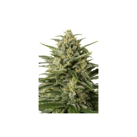 WHITE WIDOW XXL AUTOFLOWERING * DINAFEM SEEDS 5 SEMI FEM 