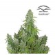 AUTO ULTIMATE * DUTCH PASSION FEMINIZED 7 SEMI