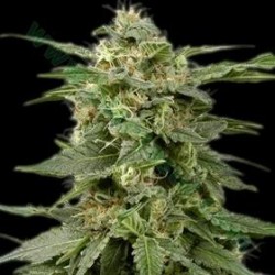 WHITE WIDOW * THE BULLDOG 5 SEMI REG