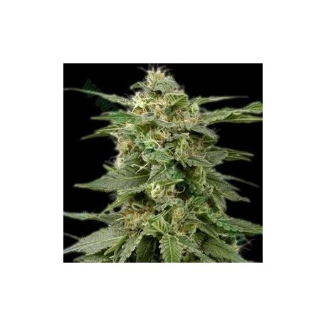 WHITE WIDOW * THE BULLDOG 5 SEMI REG