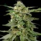 WHITE WIDOW * THE BULLDOG 10 SEMI REG