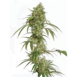 G13 X AMNESIA * KIWISEEDS 3 SEMI FEM 