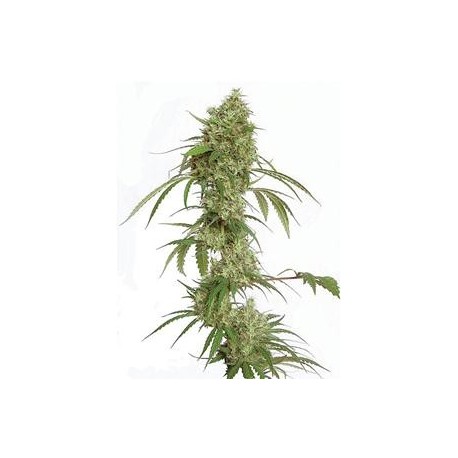 G13 X AMNESIA * KIWISEEDS 3 SEMI FEM 