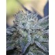 WASHING MACHINE * RIPPER SEEDS 3 SEMI FEM 