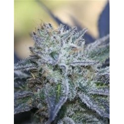 WASHING MACHINE * RIPPER SEEDS 3 SEMI FEM 