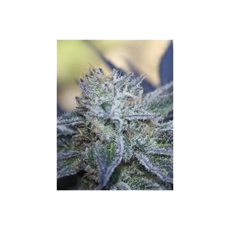 WASHING MACHINE * RIPPER SEEDS 3 SEMI FEM 