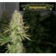 AUTO AMNESIA HAZE * BIOLOGICAL SEEDS 1 SEME