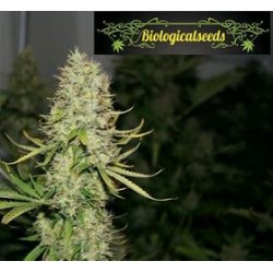 AUTO AMNESIA HAZE * BIOLOGICAL SEEDS 1 SEME