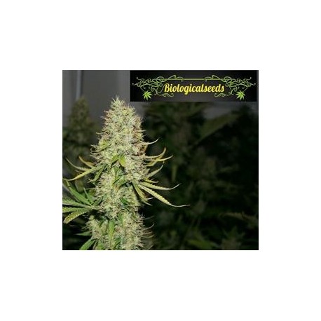 AUTO AMNESIA HAZE * BIOLOGICAL SEEDS 1 SEME