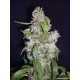 AUTO BLUE * BIOLOGICAL SEEDS 1 SEME