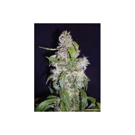 AUTO BLUE * BIOLOGICAL SEEDS 1 SEME