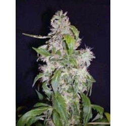 AUTO BLUE* BIOLOGICAL SEEDS 3 SEMI